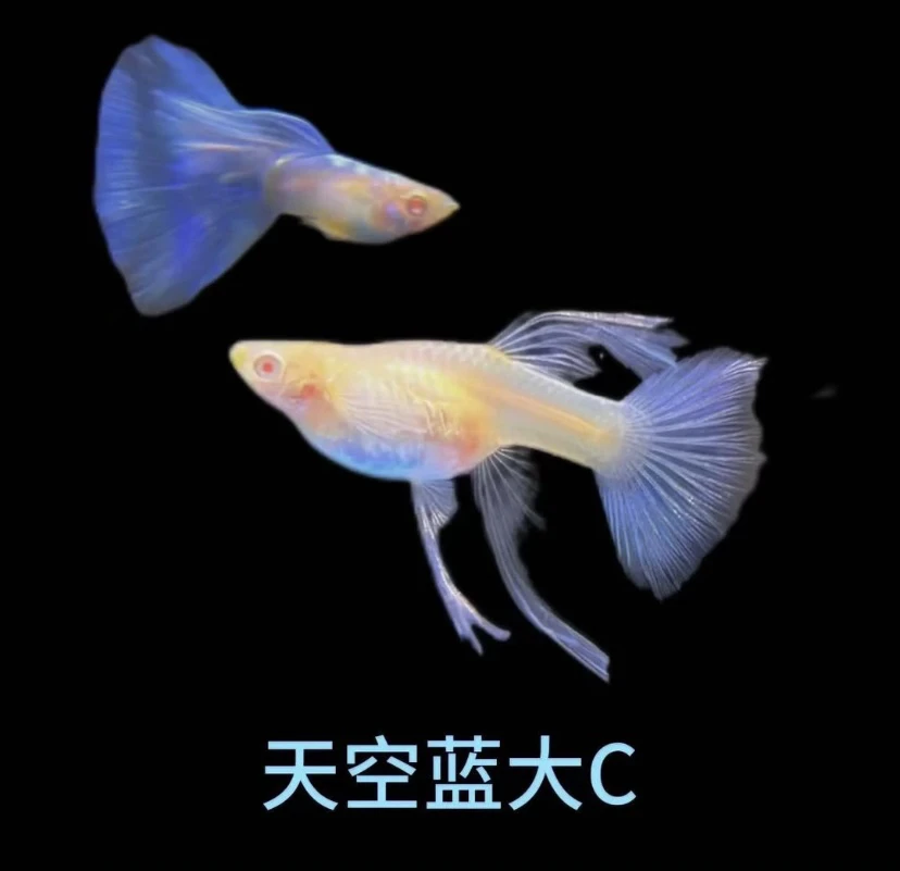 精品天空蓝大c1对