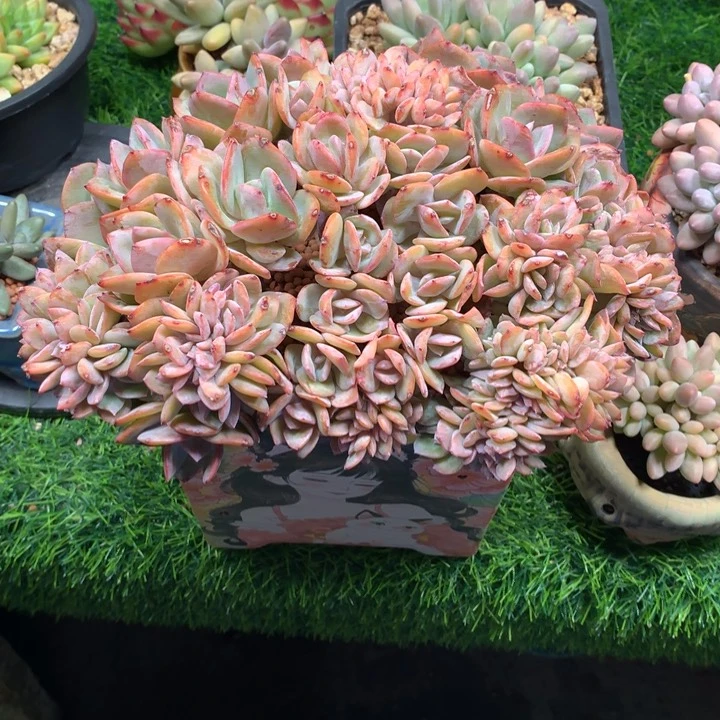 白凤老桩朵朵缀超好寄养