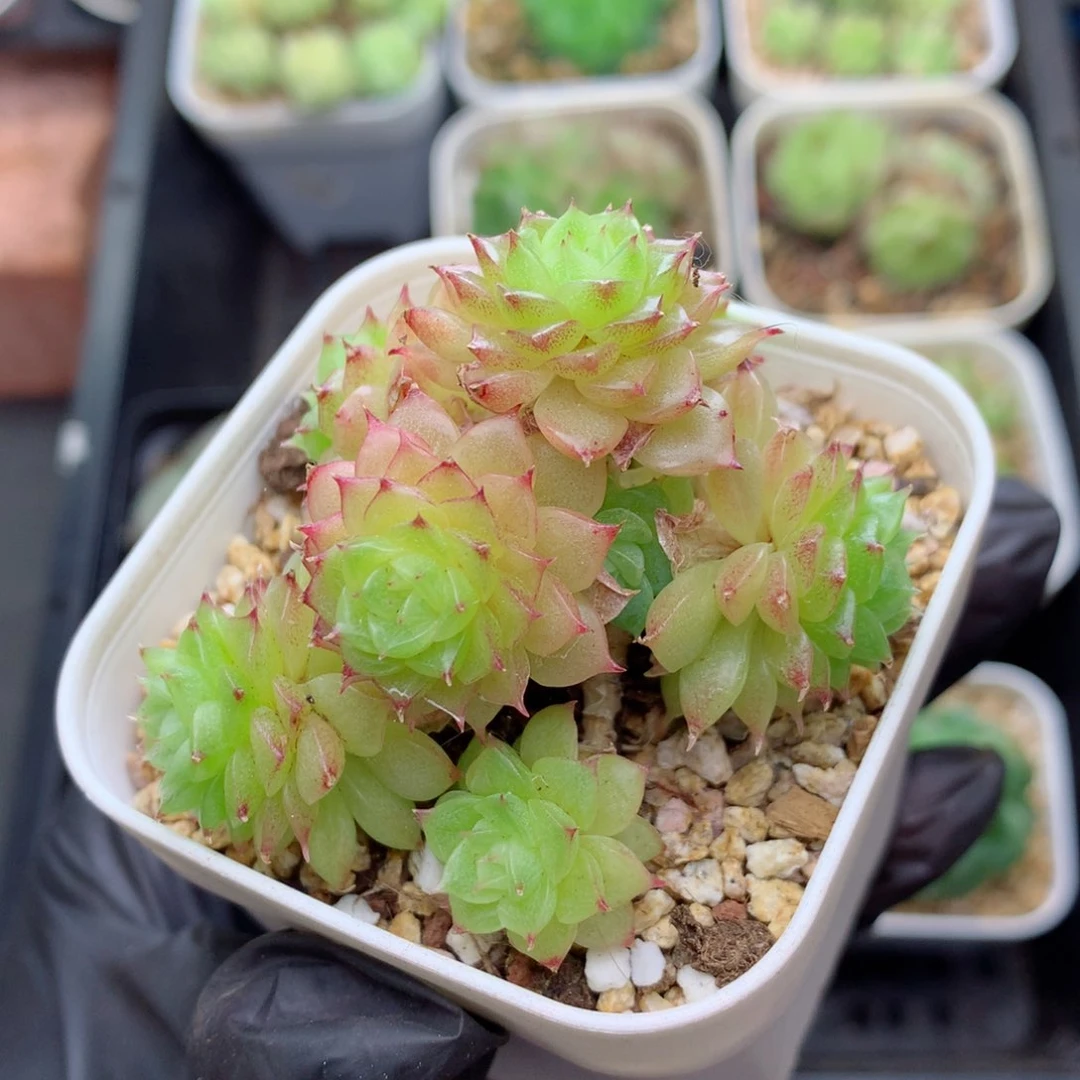 58包邮  群生不包整麦秆群19