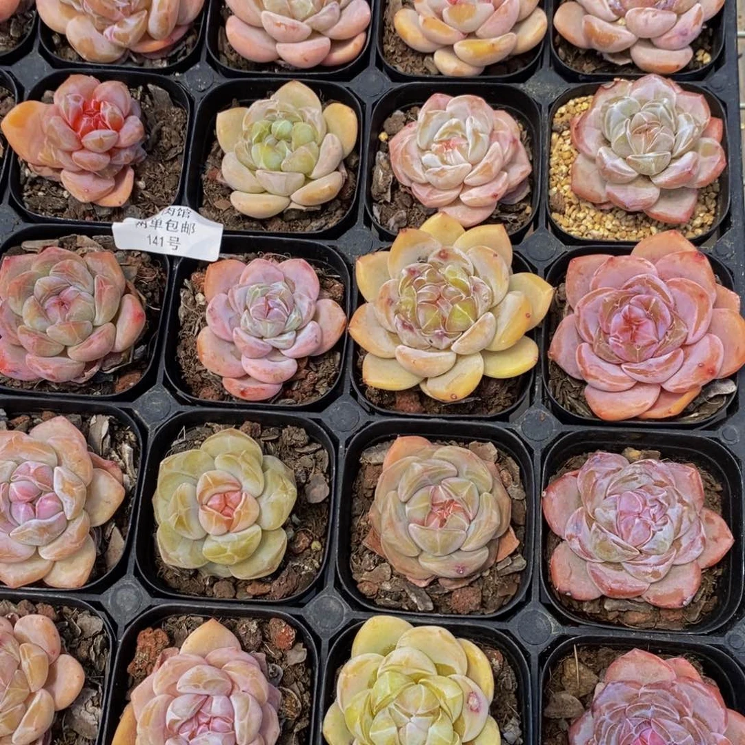 141-精品奶油糖心冰橙单头五个