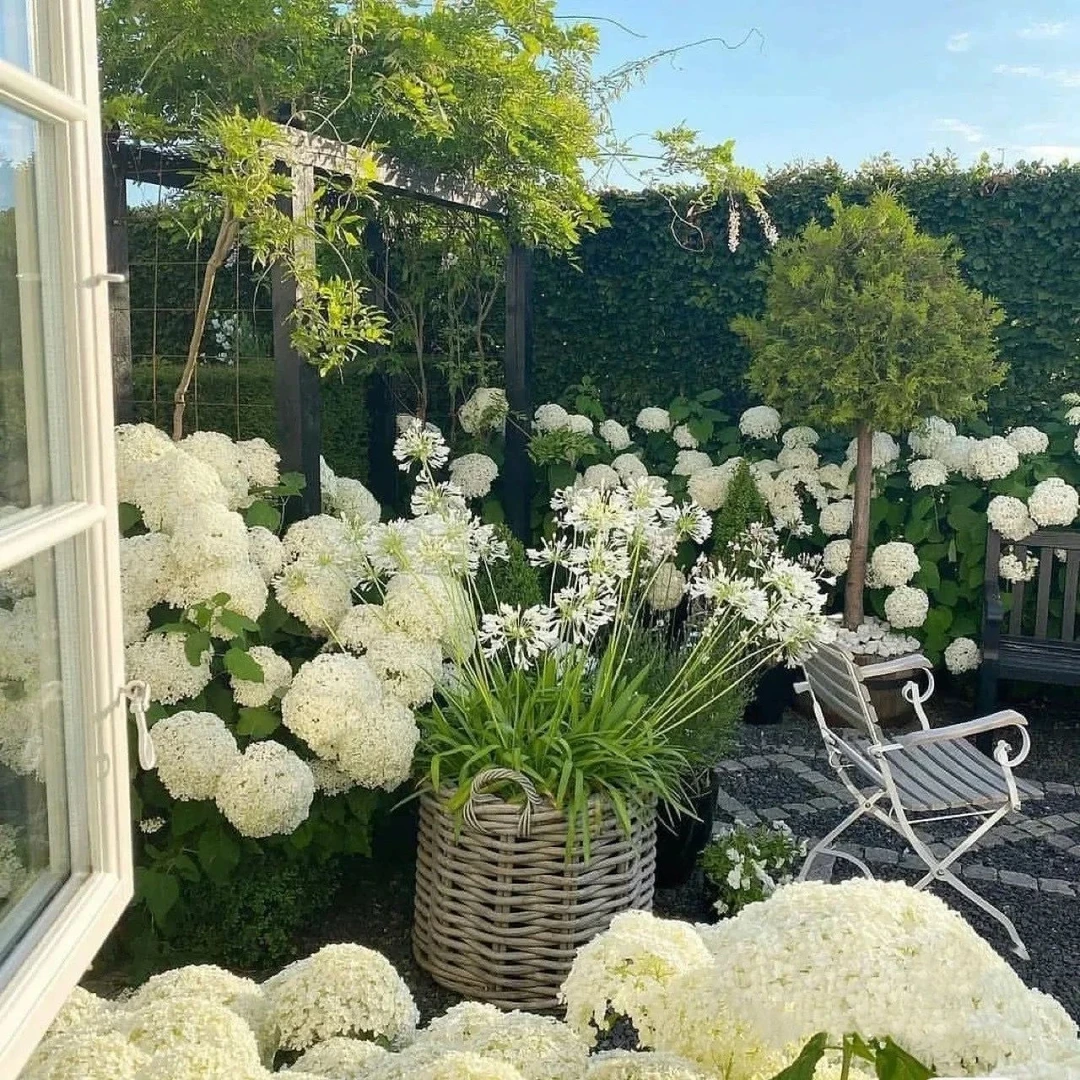 无敌贝拉安娜绣球白色花苗耐寒耐晒大花乔木绣球庭院阳台花镜绿植