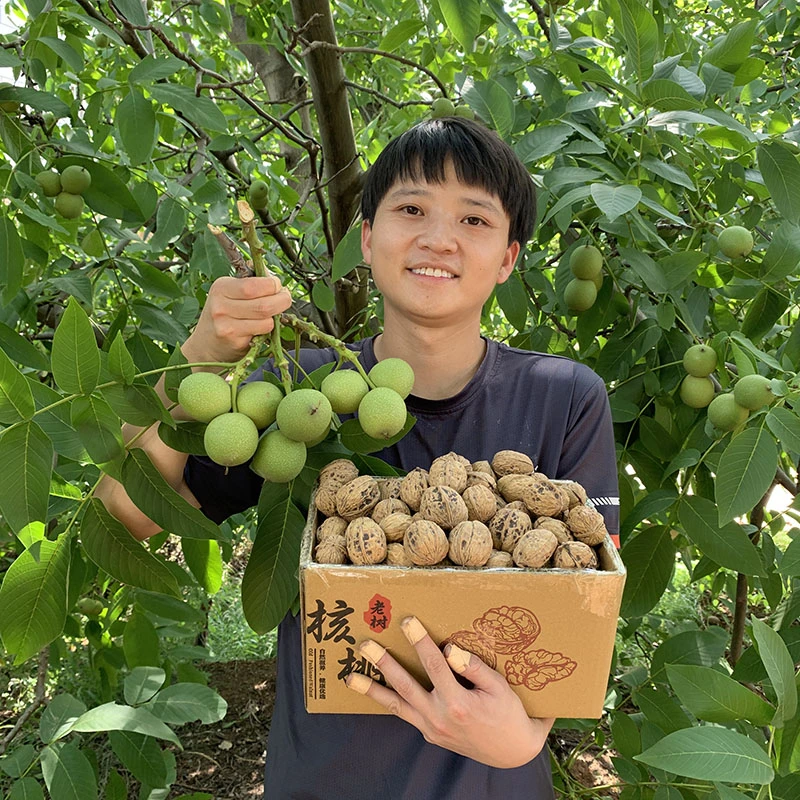 大降价】大凉山新鲜湿核桃当季新鲜水果现摘去青皮今年新核桃