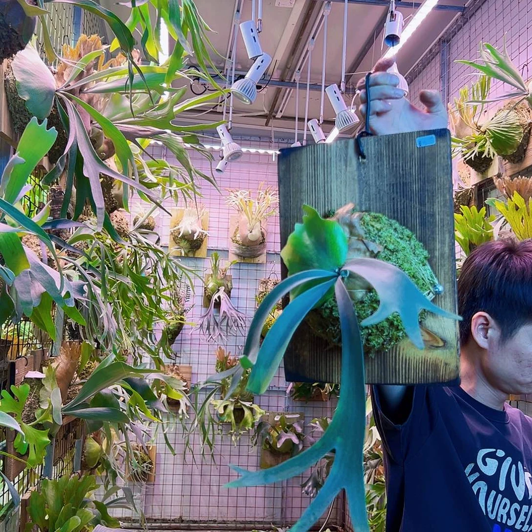 无花朵黄月a0013