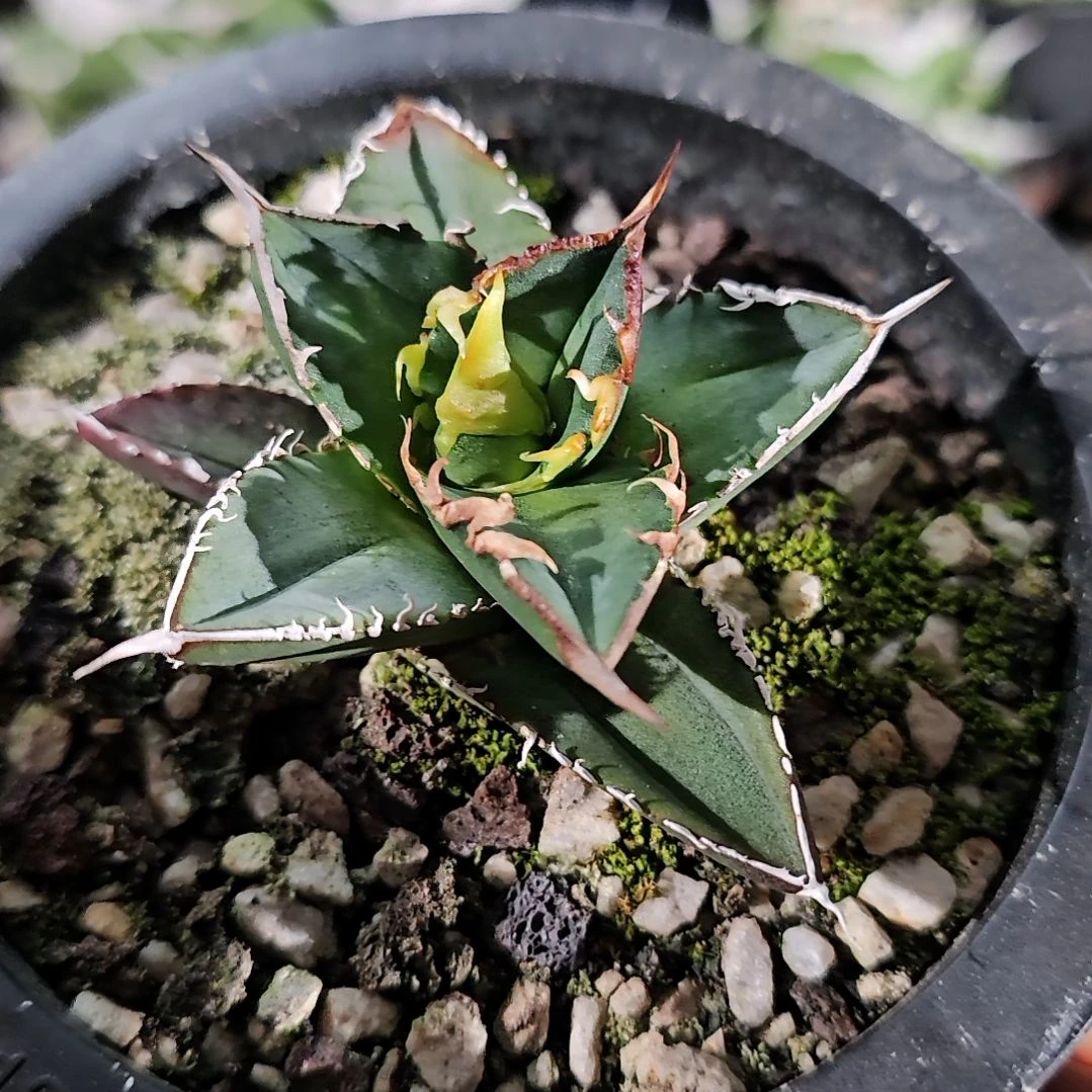 绿幽灵有根苗   85折后价