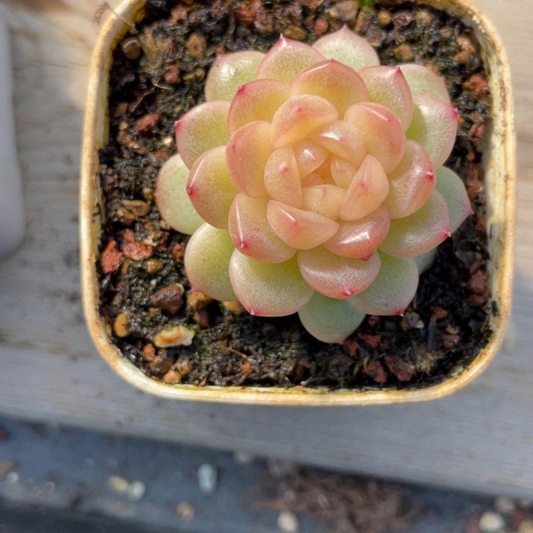 Z1320青提珍妮优选