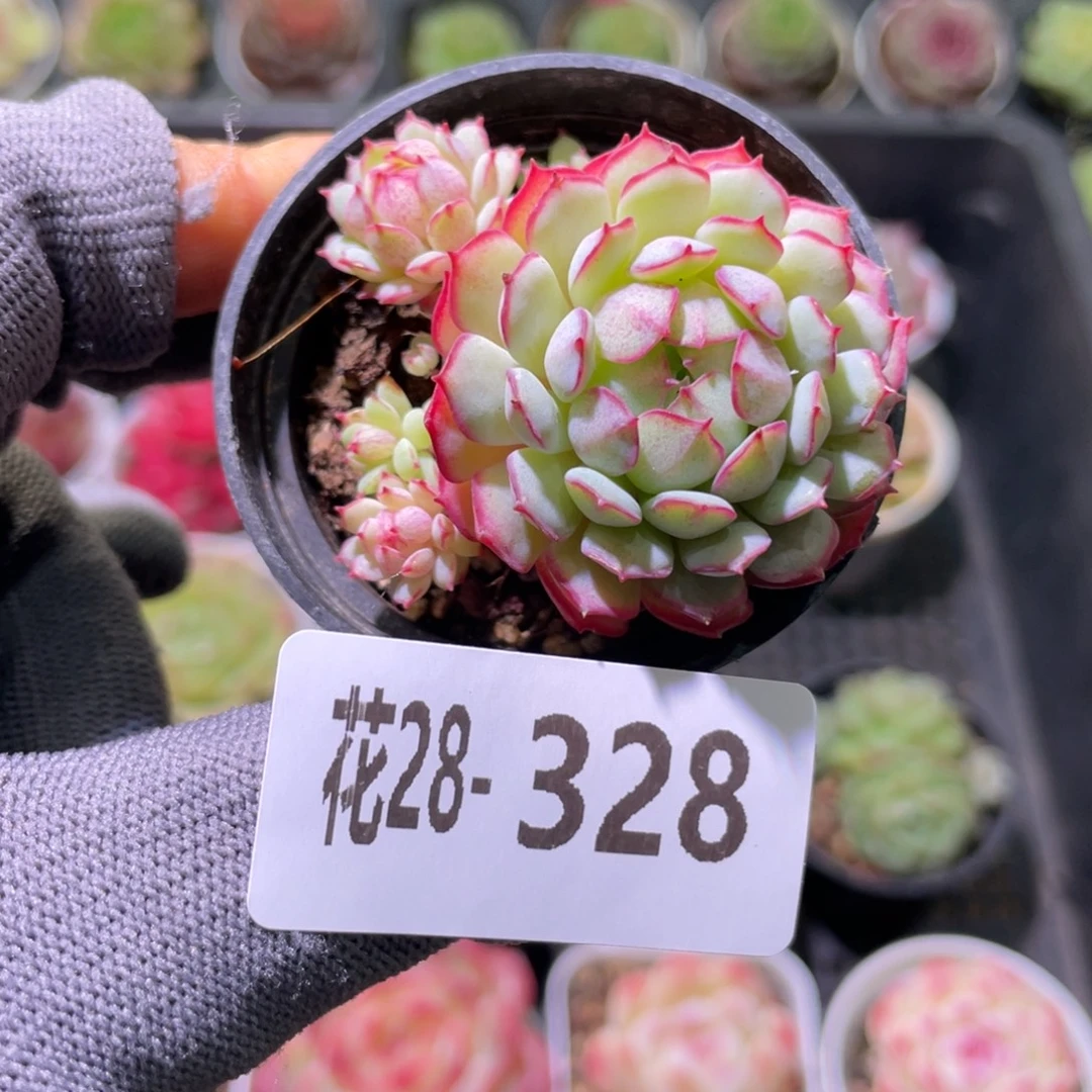 花利美28-328小红船
