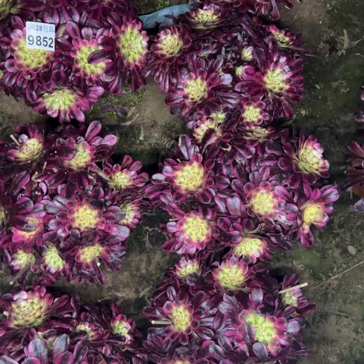 9852六颗不包多肉植物