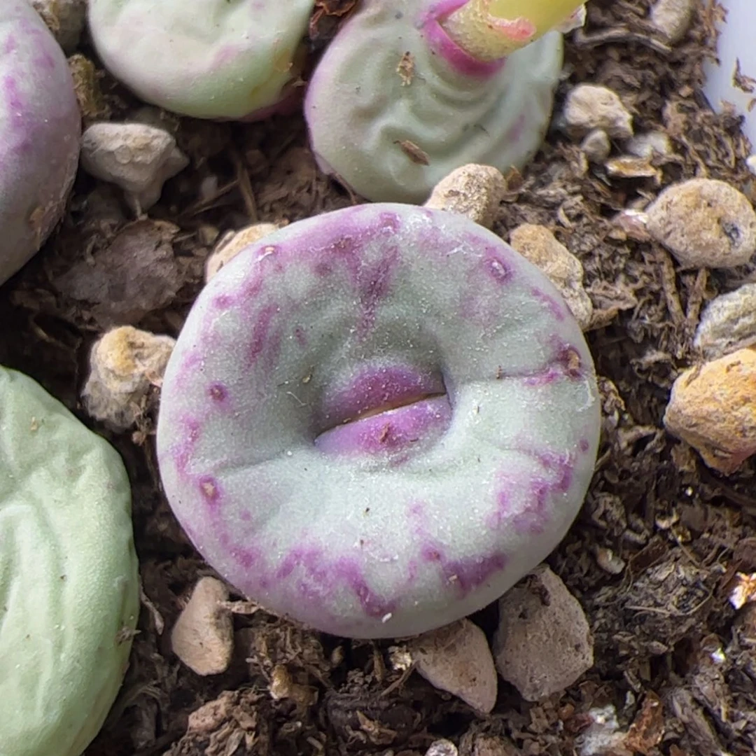 【闪购商品】00000008