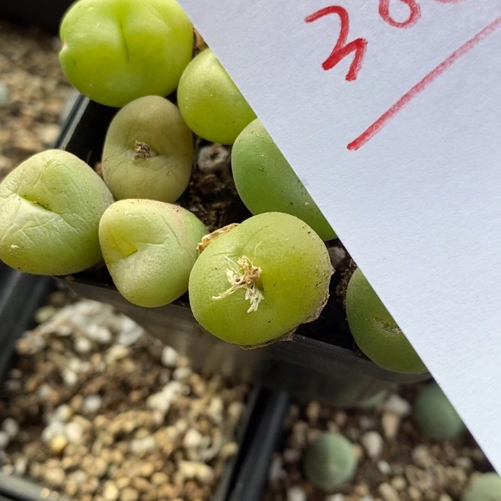 南****不388有伤一组一组