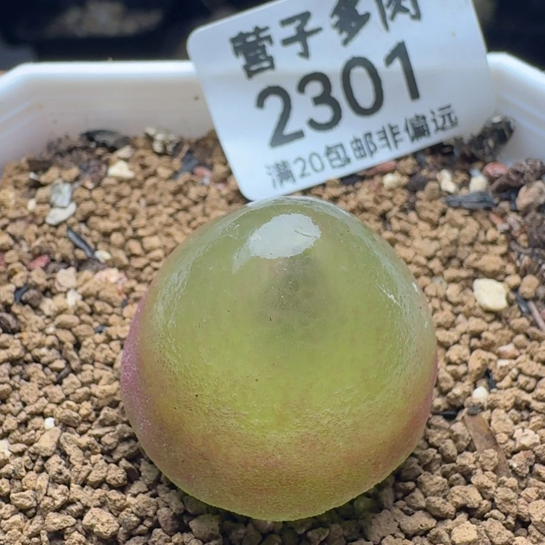 灯泡2.6带盆土。