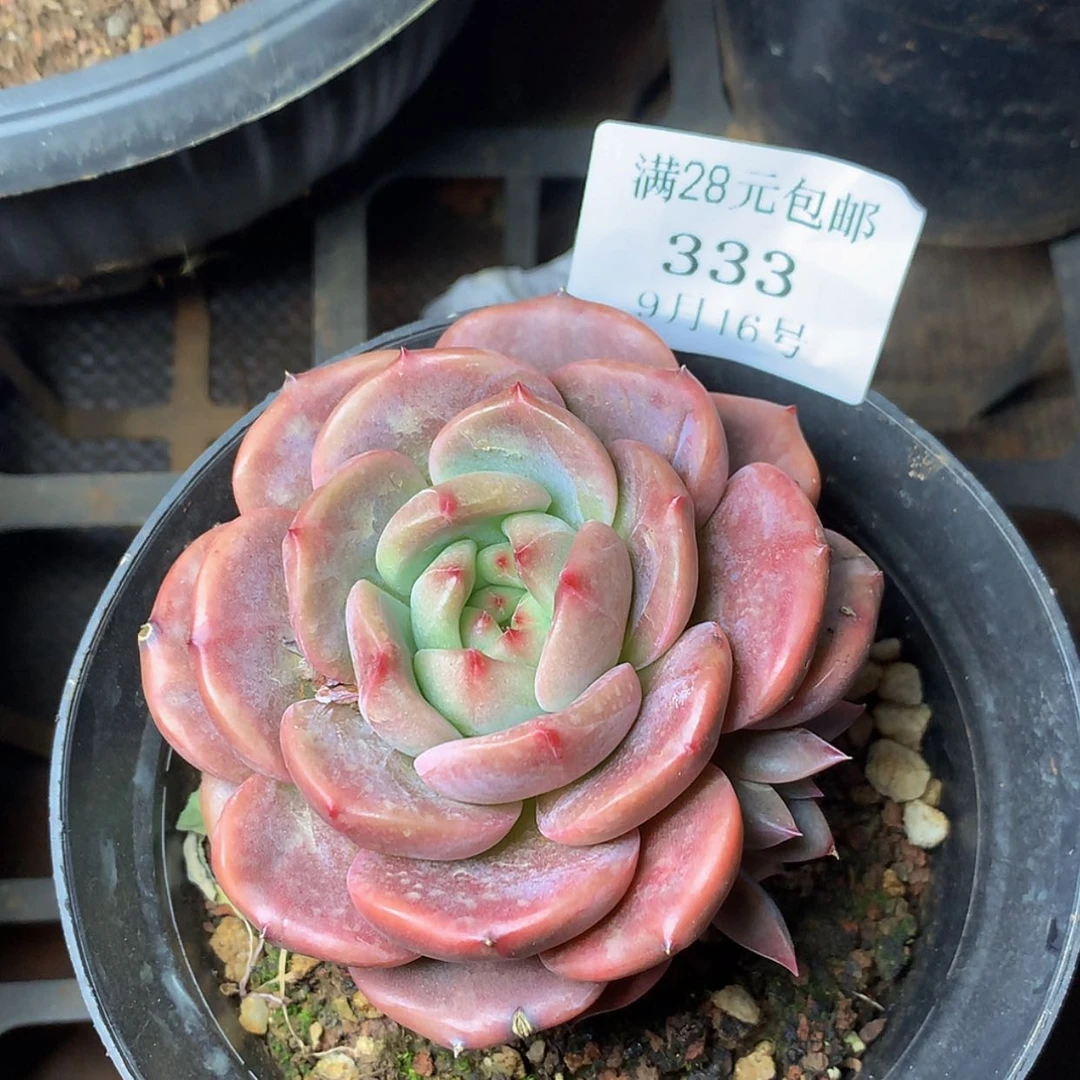 【闪购商品】云333号
