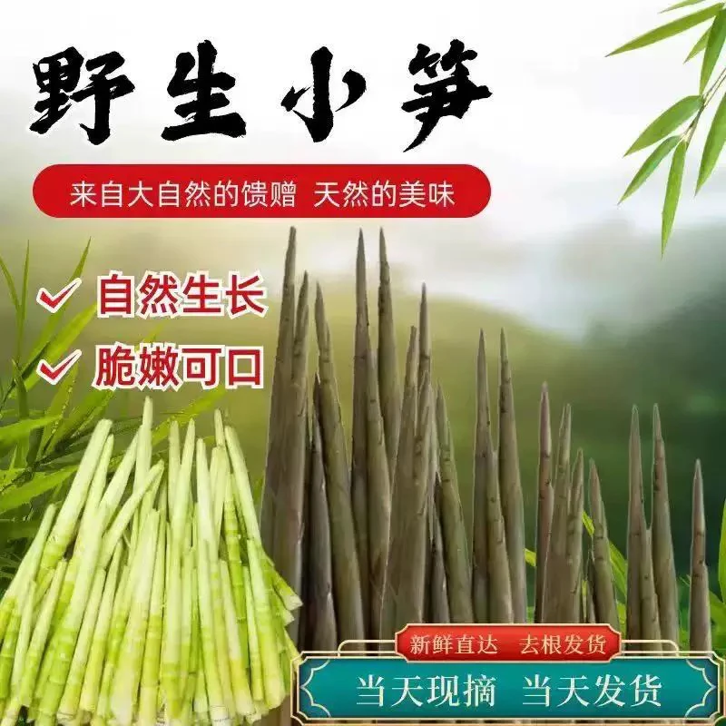 【春笋】湘西高山小笋