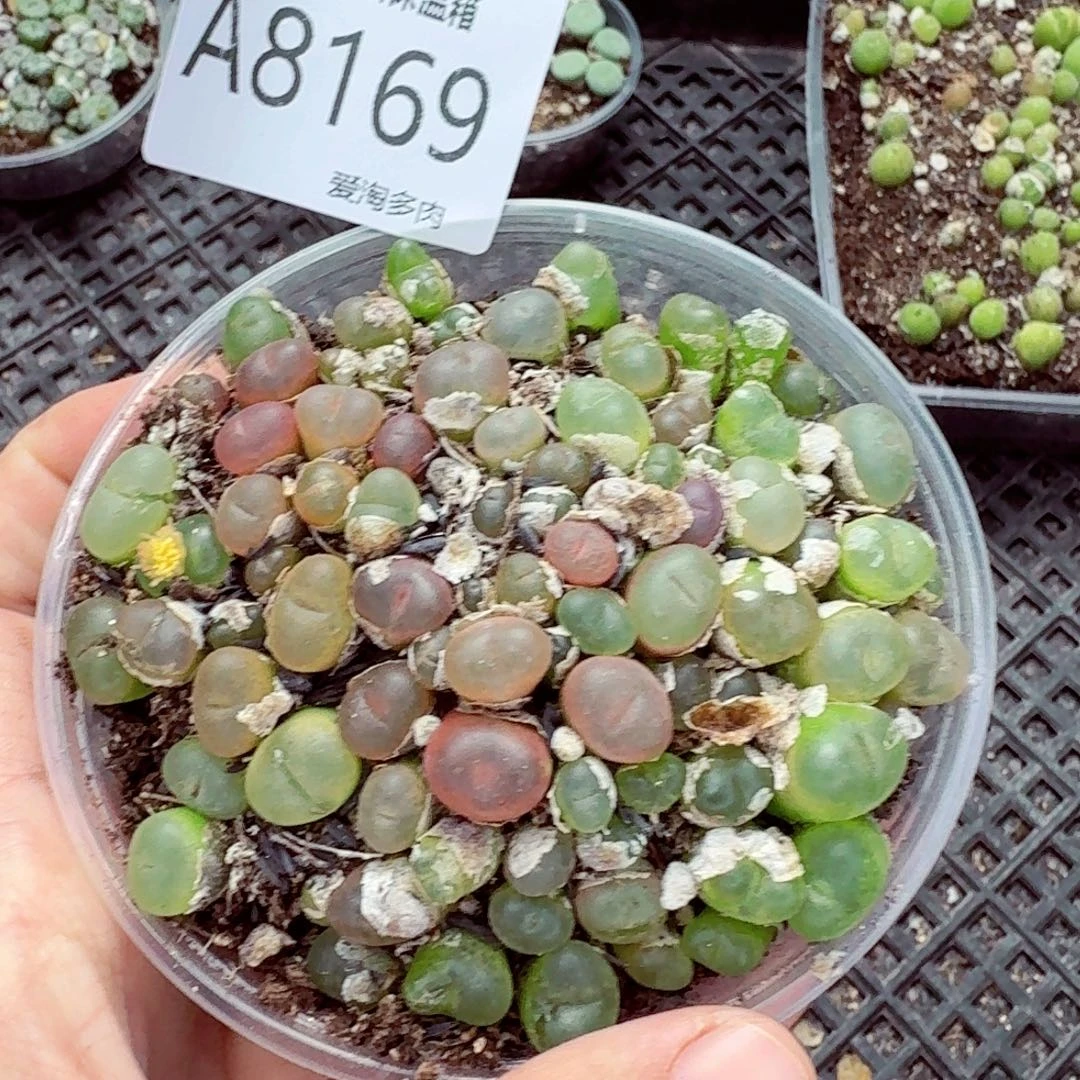 8169––零下地区需拍保温箱