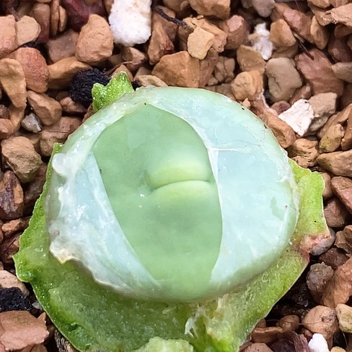 20520小红嘴dows母本一颗