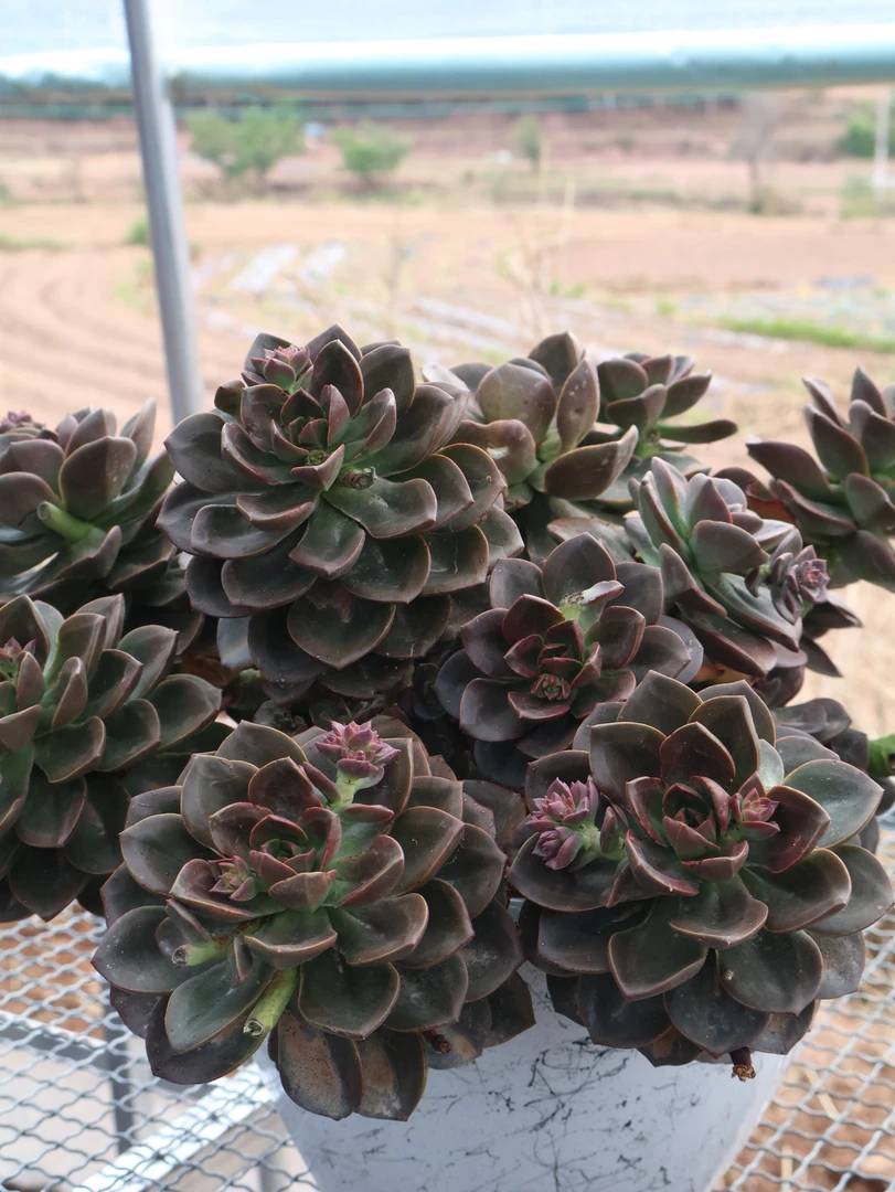 地栽多头巧克力多肉老桩  冠幅25-30cm