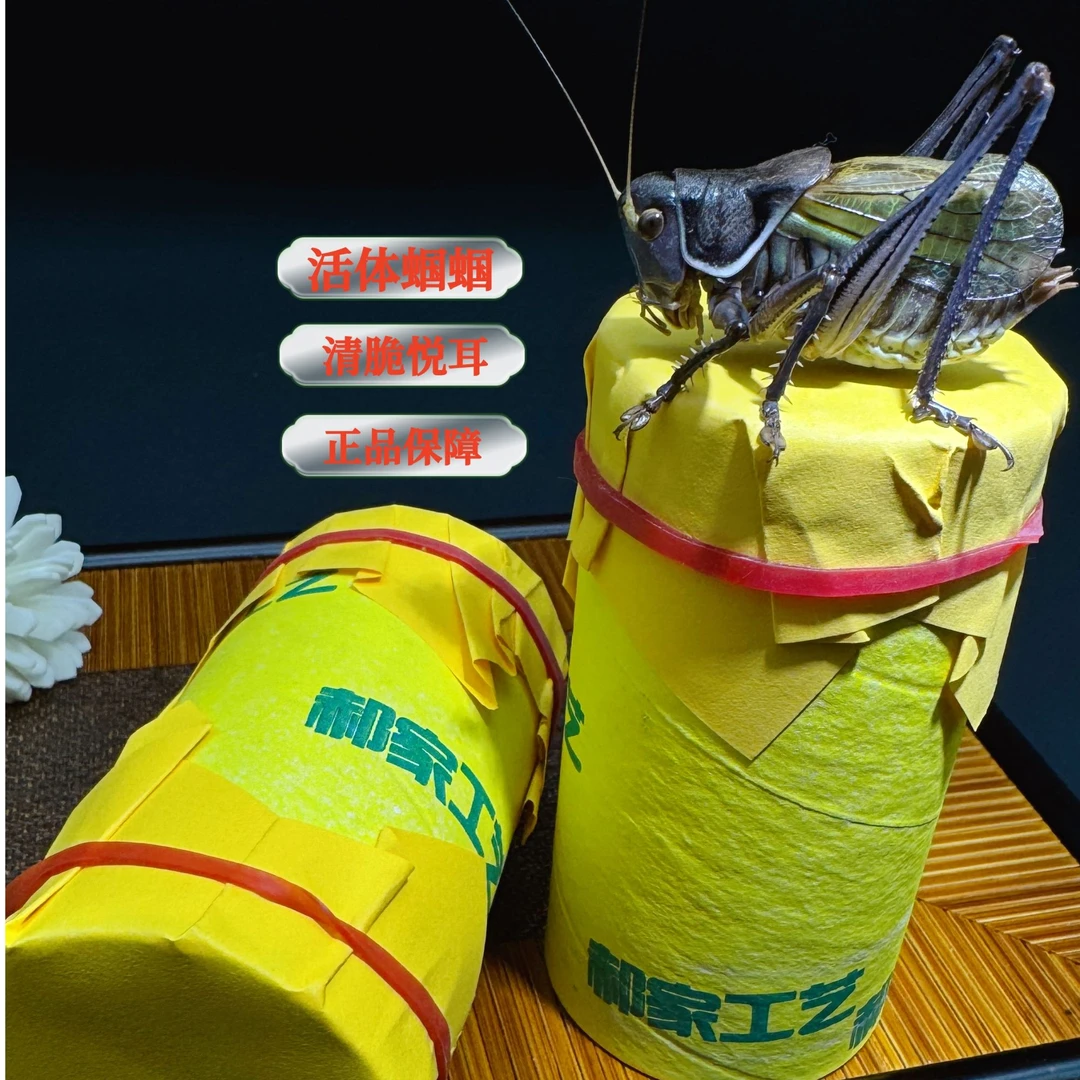 郝建伟精品炮筒纯正北路种系铁皮鸣虫蝈蝈