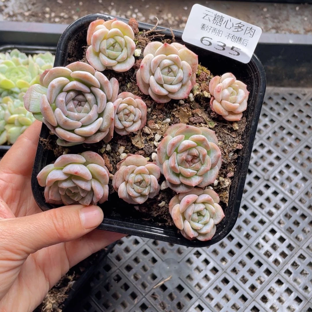 云糖心多肉植物635