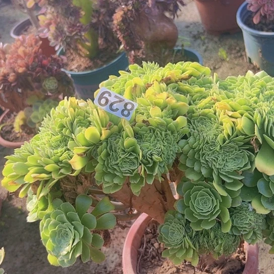 无***店多肉植物一个绿玫瑰