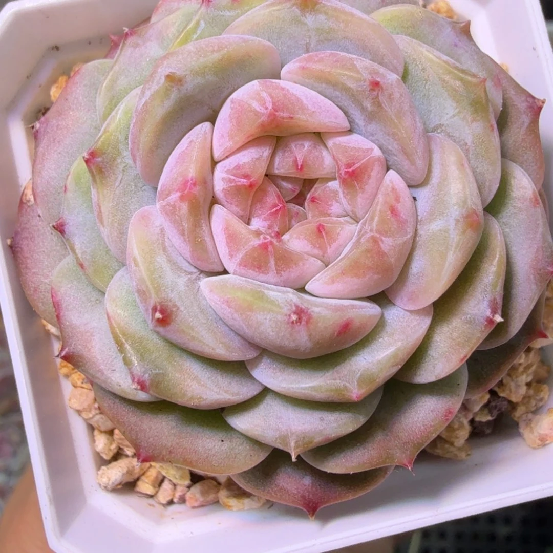 风花雪月系列单头特价