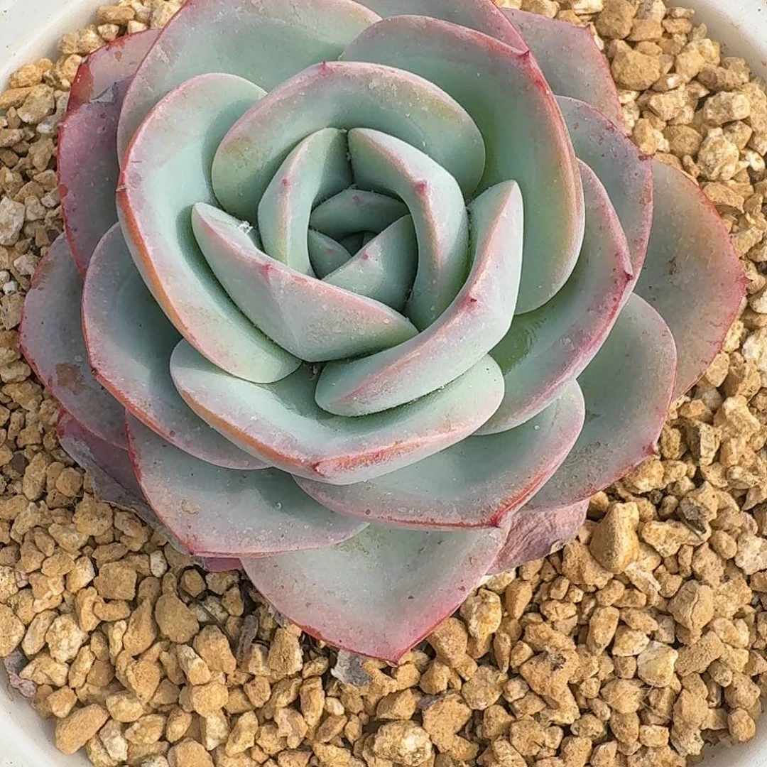 1509 卉卉精品多肉 非偏远地区满28元包邮