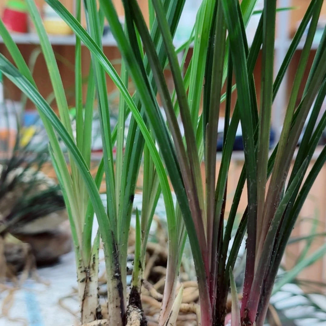 用***6当前无花栽培后可以开花