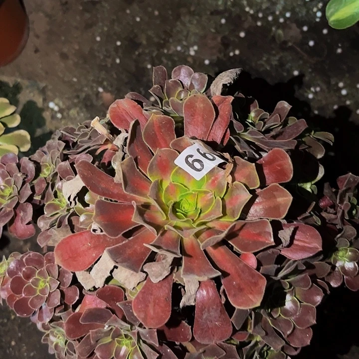 663花纳多肉植物不售后