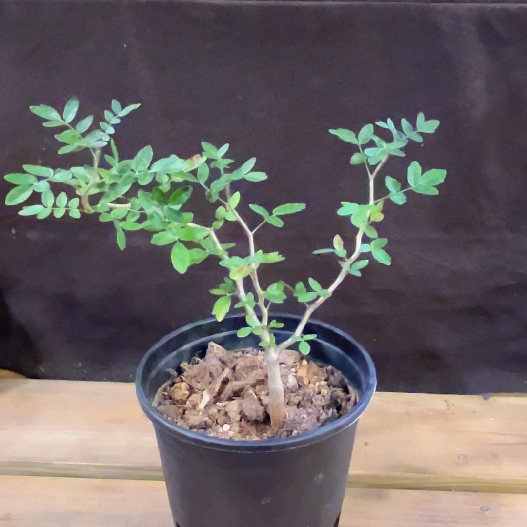 汤圆植物滔天橄榄