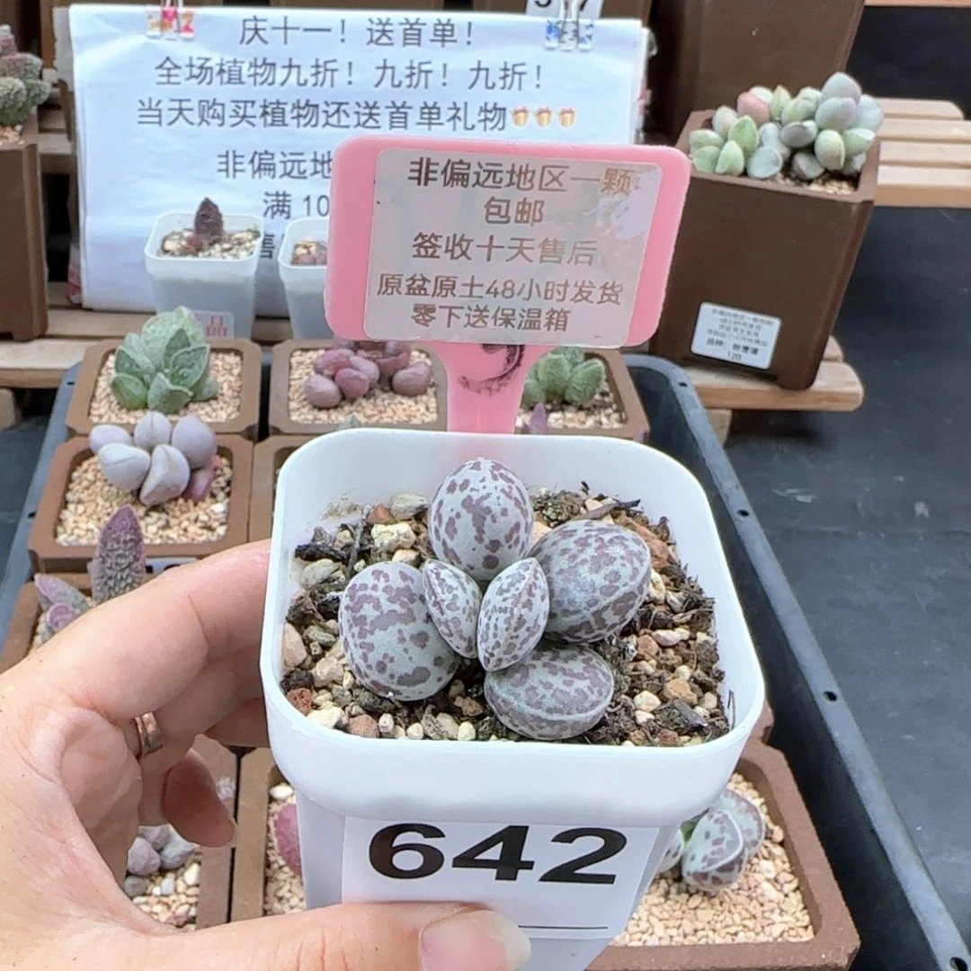 642花旦多肉植物