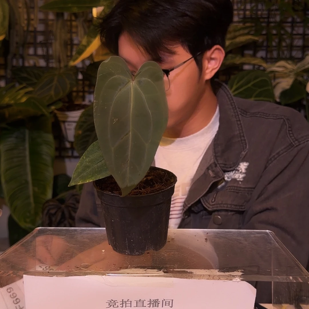 完全开放F666咖啡papi杂黑桃 轻微叶损