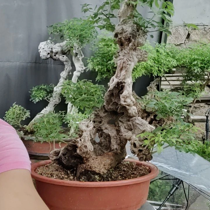 一***人无花朵脱盆脱土发货