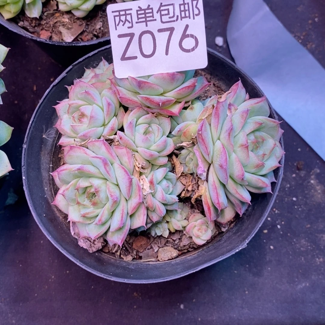 哈哈哈哈哈哈76号