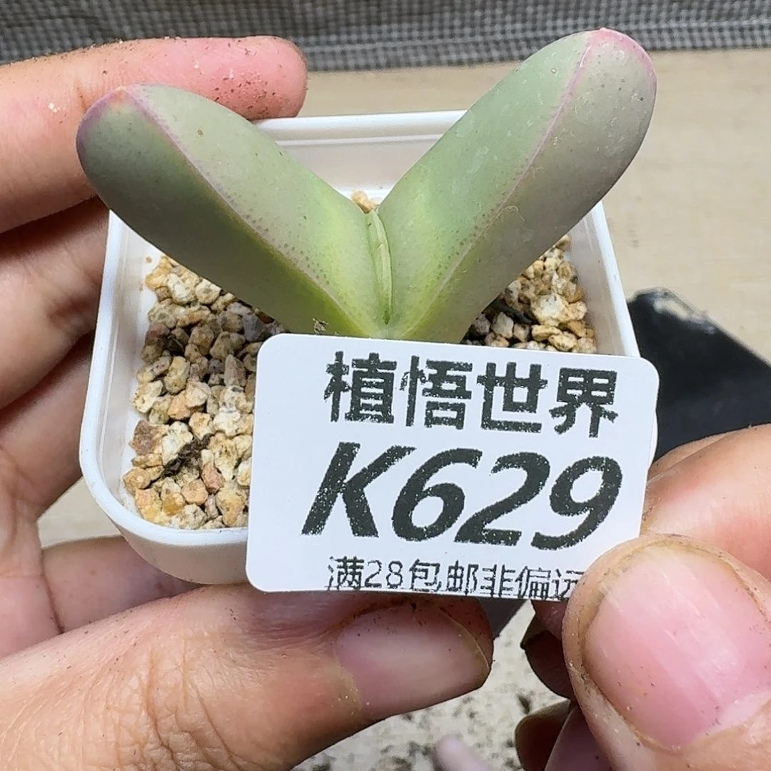 多肉植物的润泽ghhj