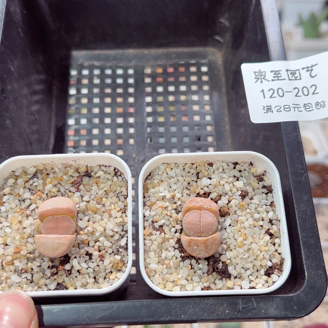 ?****?120-202.我的小伙伴多肉