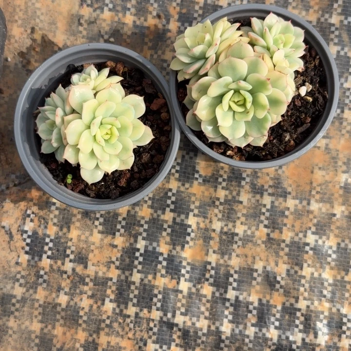 红化妆锦一物一拍