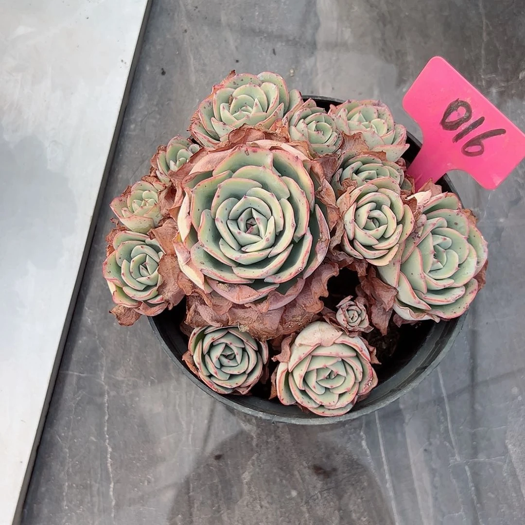 静*淘016黄桃多肉植物