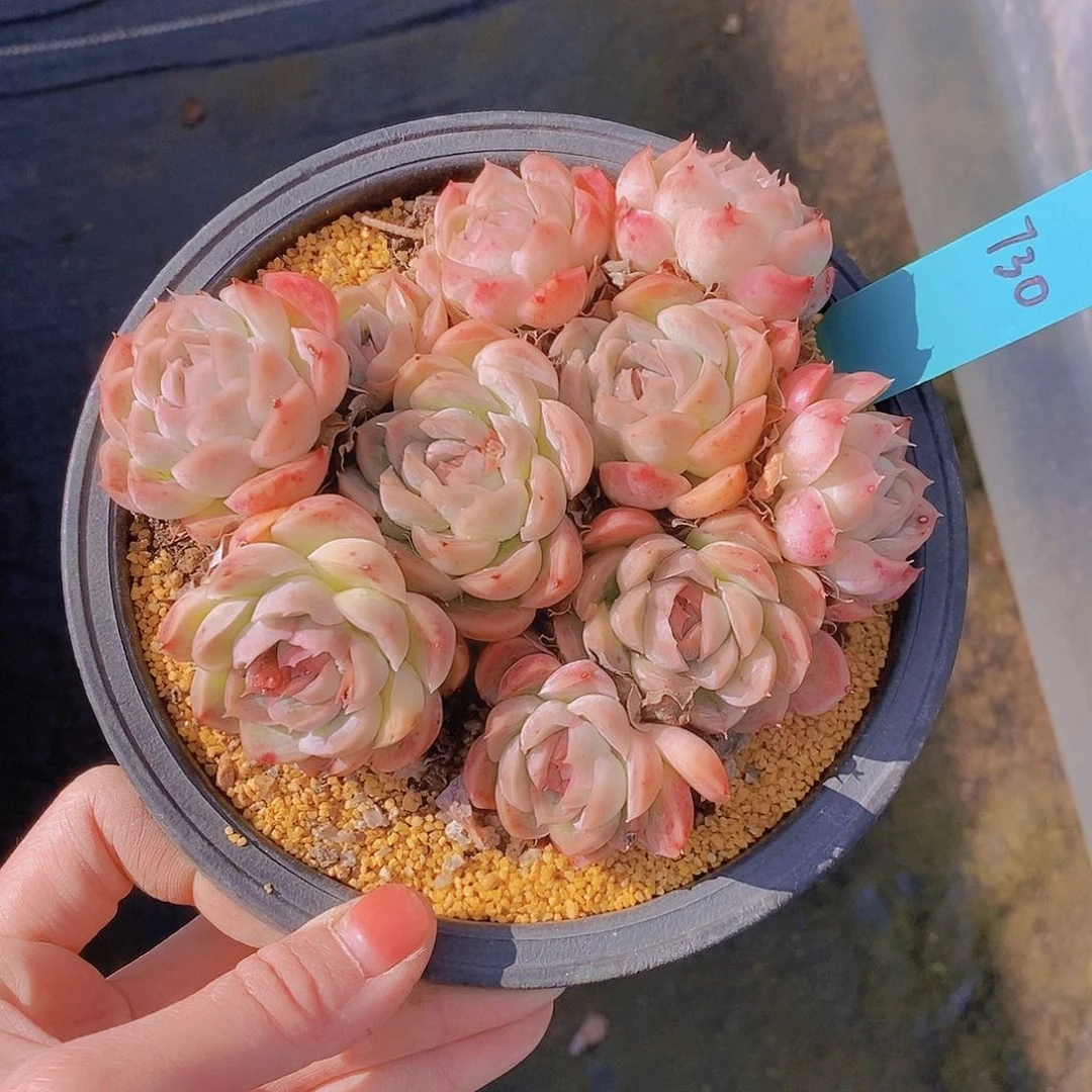 730多肉植物老桩