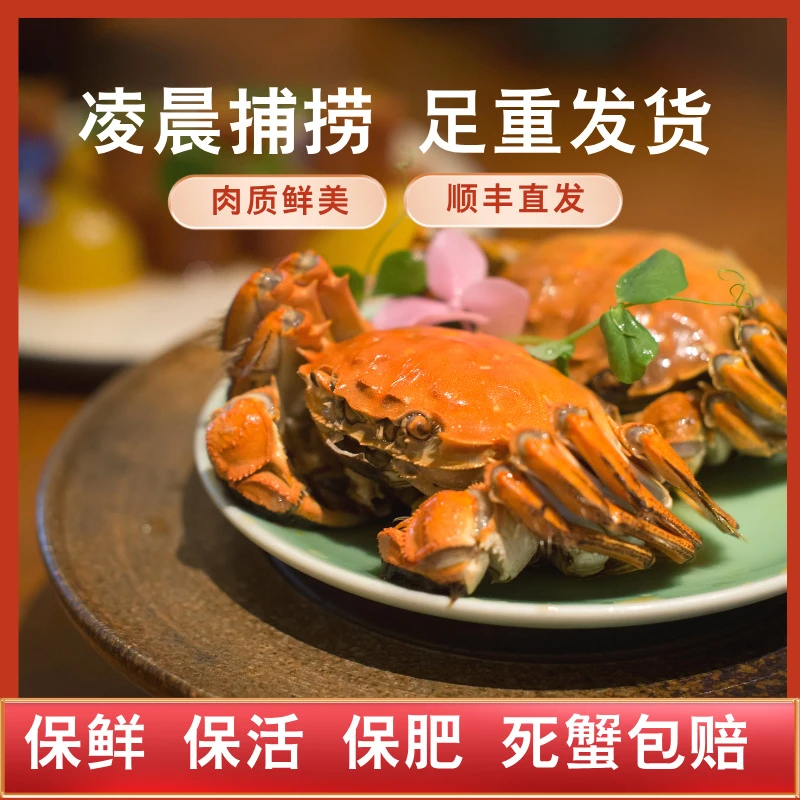 【大蟹】辽河野生育肥蟹母蟹2.4-2.7两8只/12只/16只礼盒绑绳装