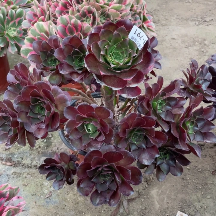 791魅金玫瑰多肉113446788