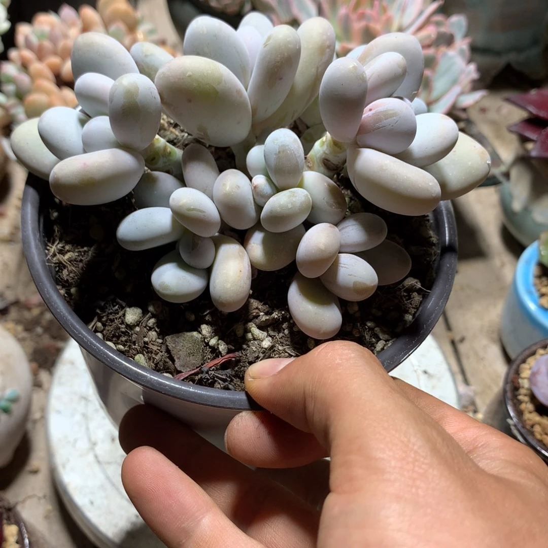 奶酪多肉植物ssdrf