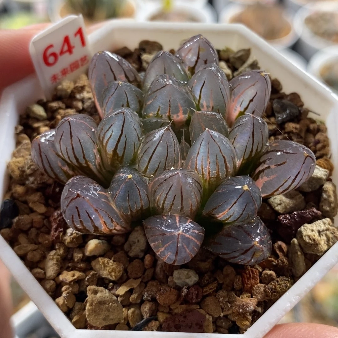 641霓虹灯虹灯玉露锦