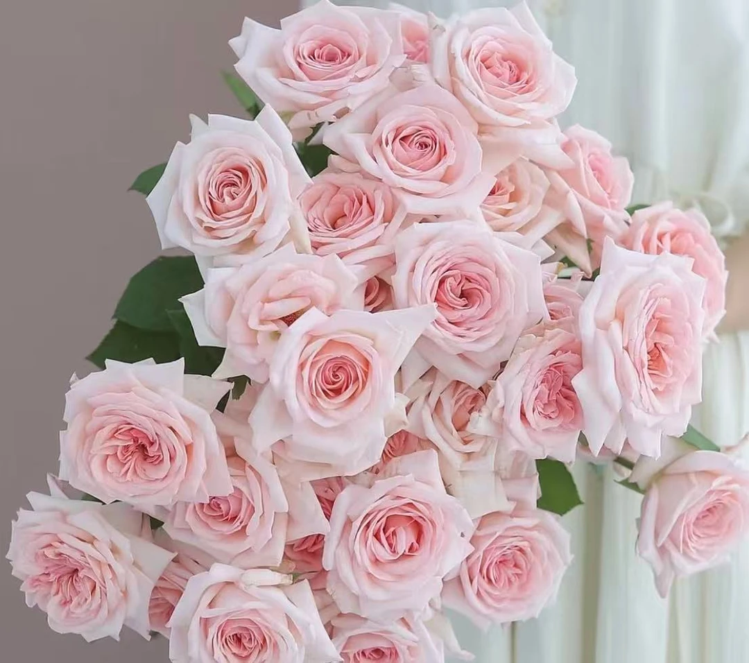 【粉荔枝】 独颗老桩切花 四季开花 室内外盆栽玫瑰花