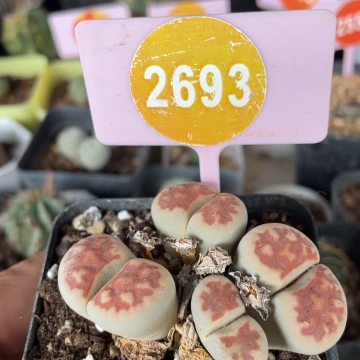 生石花四头群2693