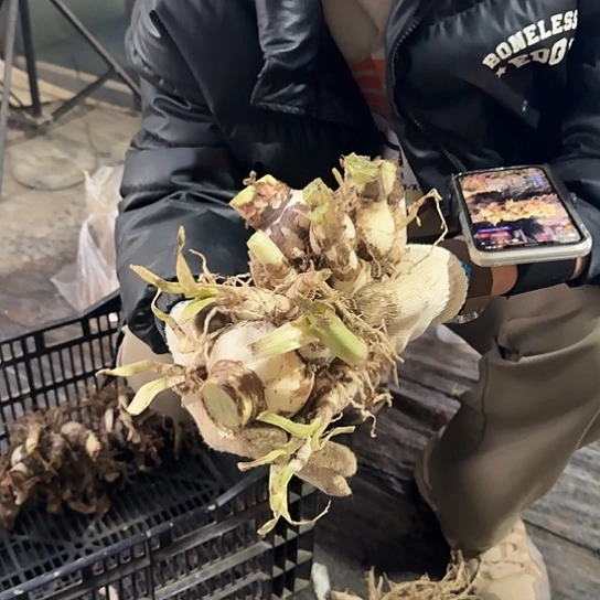 2023年杂交大坨坨 1号 两坨不知花色 开花无售后