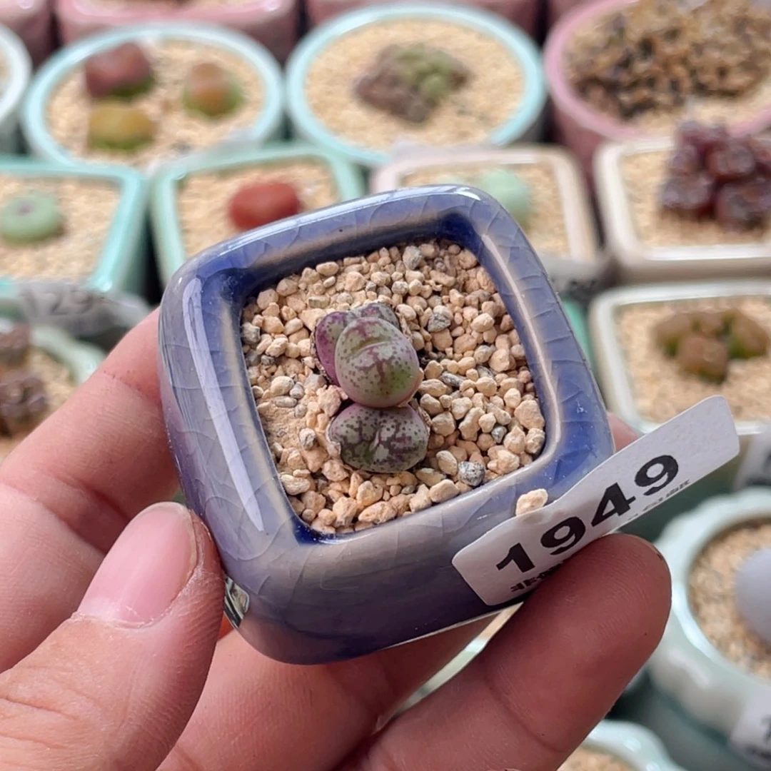 无花朵1949/一物一拍 带盆