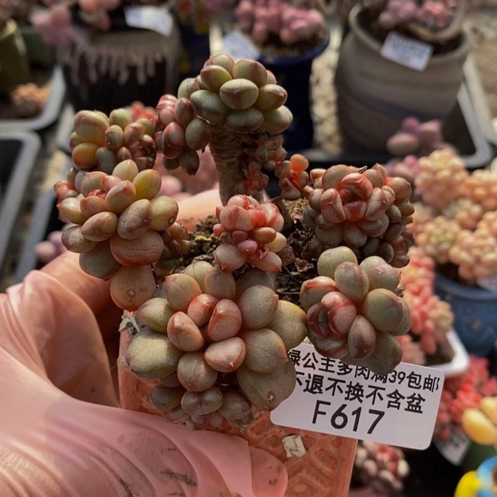 葡萄老桩有砍不包整617多肉