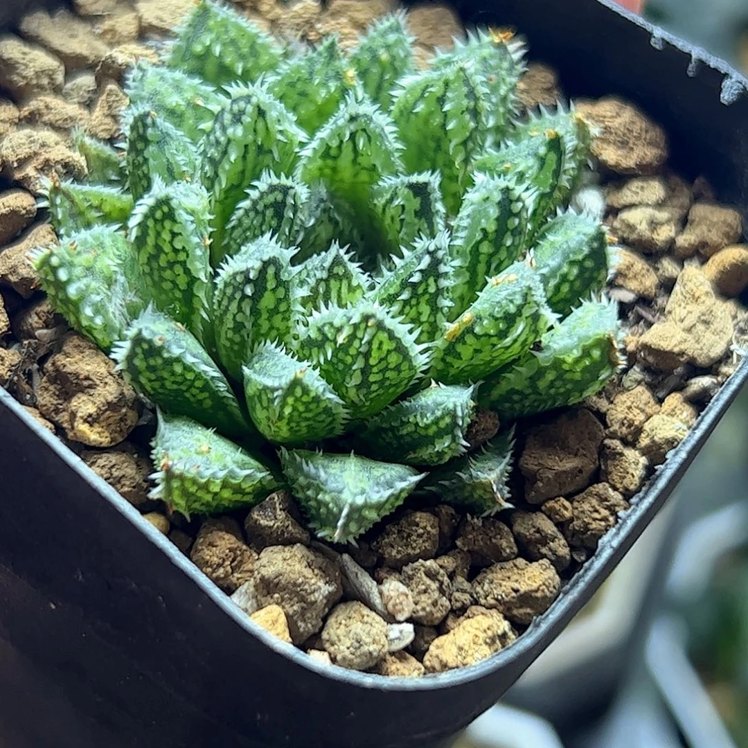 貔晰十二卷多肉植物