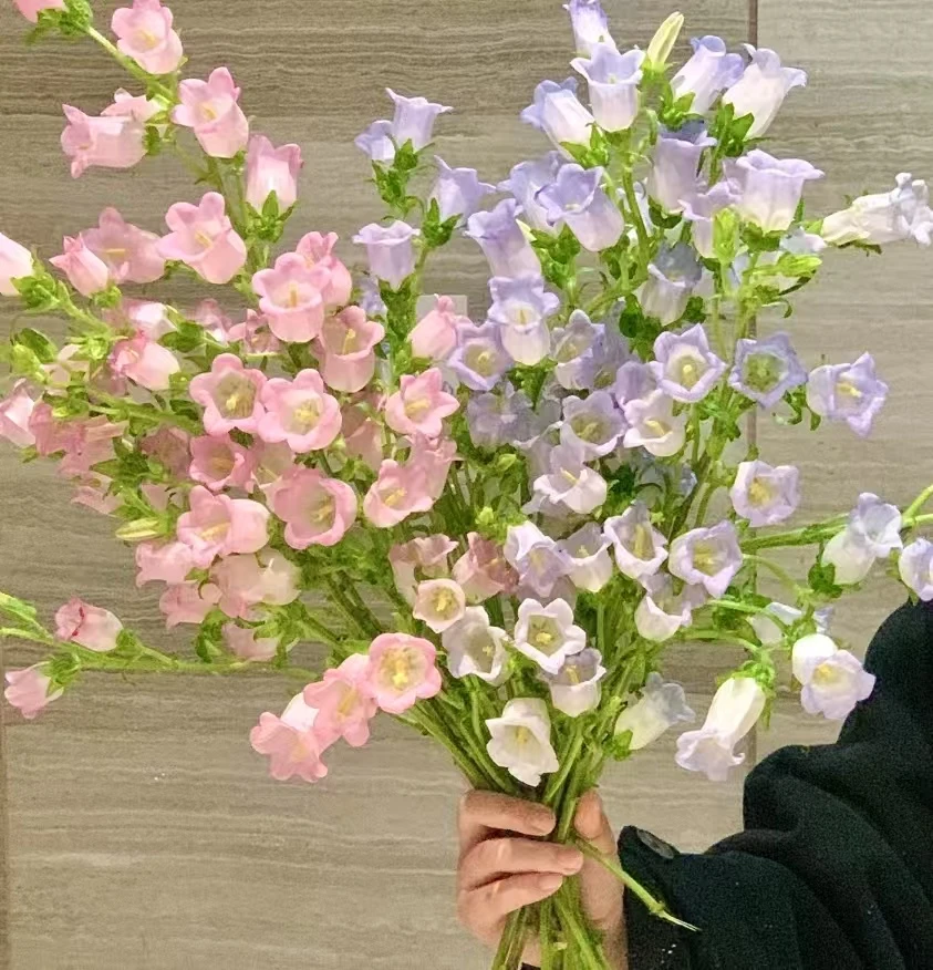 鲜花 风铃 花期长好养护 任意两单空运包邮