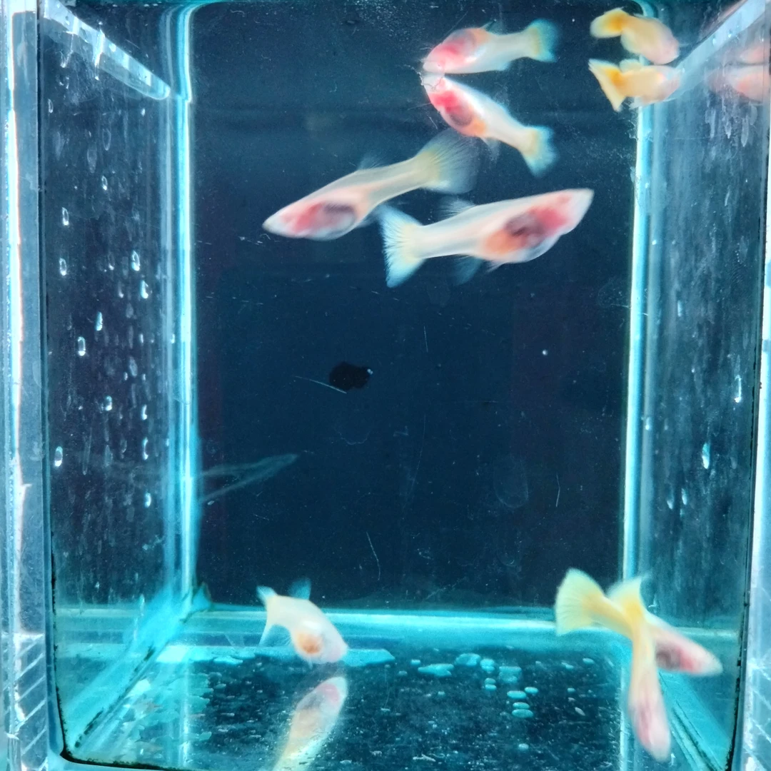 黄金玻璃体孔雀鱼(入缸后不包损)