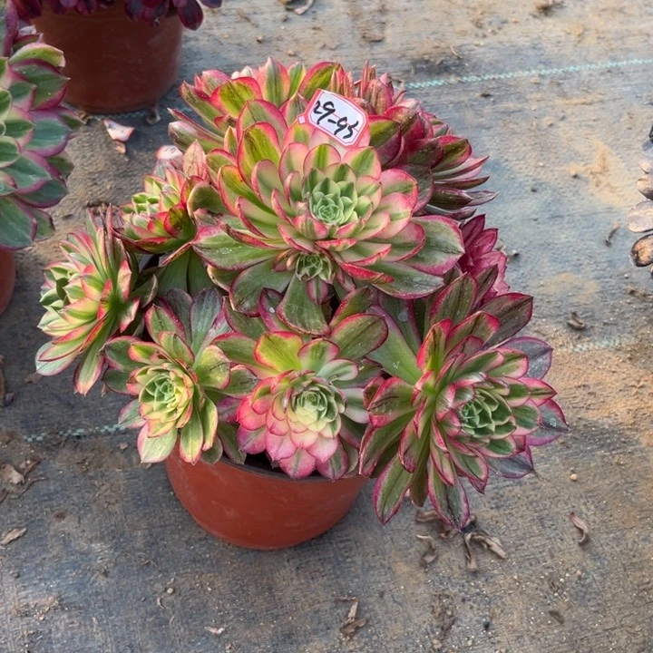 29-93海王多肉植物