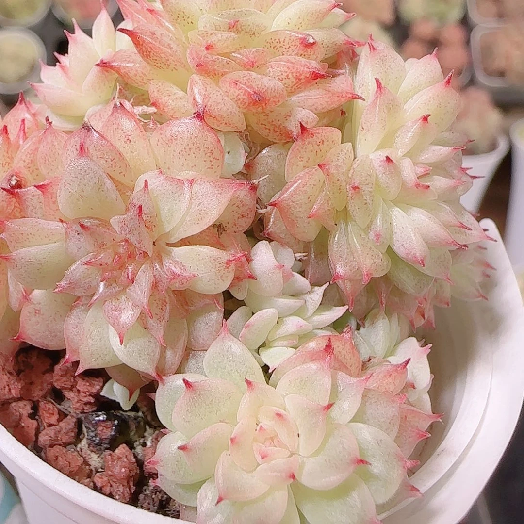 花语逸镜1123-295散